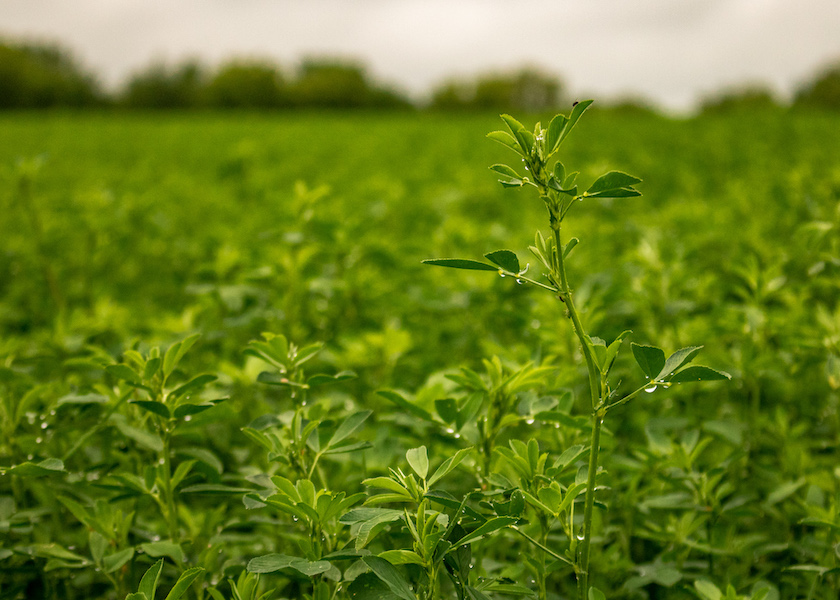 Know the Signs of Winter Alfalfa Injury and Kill - Vimarsana News