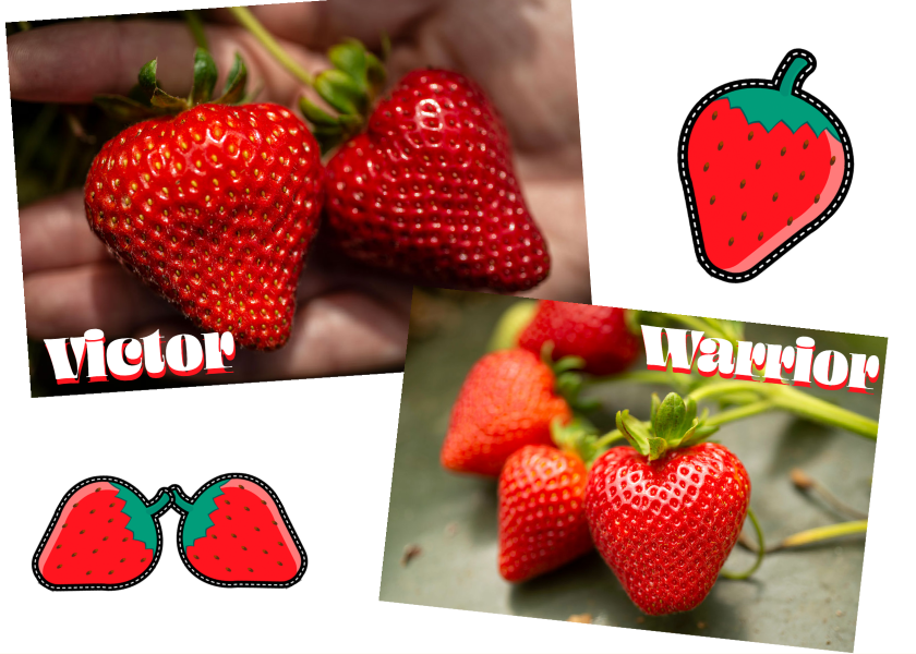 New strawberry varieties in the works for Southern California growers