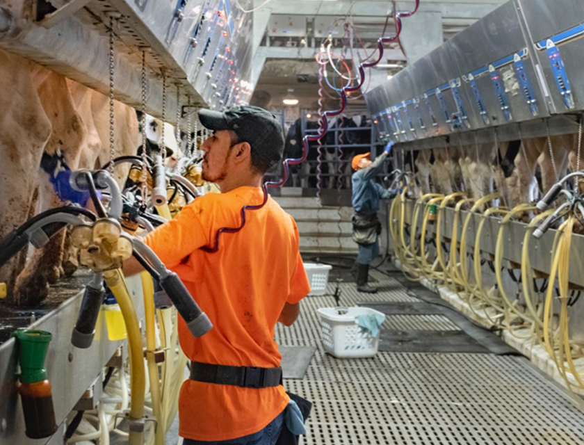 A Deep Dive into Workforce Issues Facing Dairy | Dairy Herd