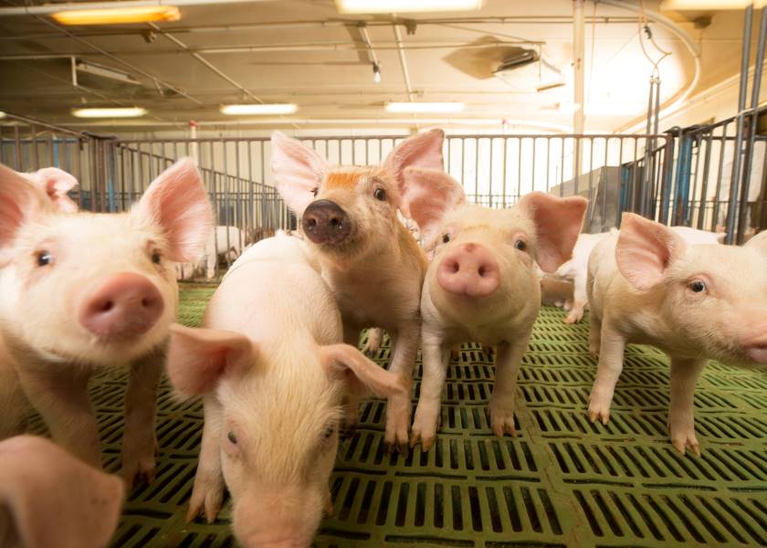 A Multidimensional Approach to Sustainability in the Swine Industry - Vimarsana News