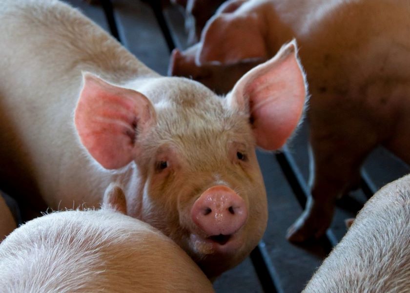 Wisconsin DNR Rejects Permit Request for 26,000-Hog Facility - Vimarsana News