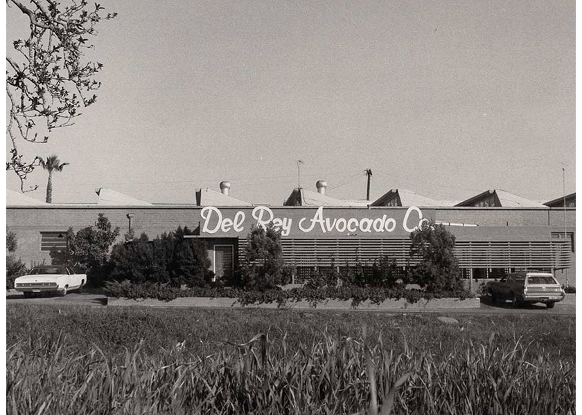 Del Rey Avocado transfers leadership to the next generation The Packer