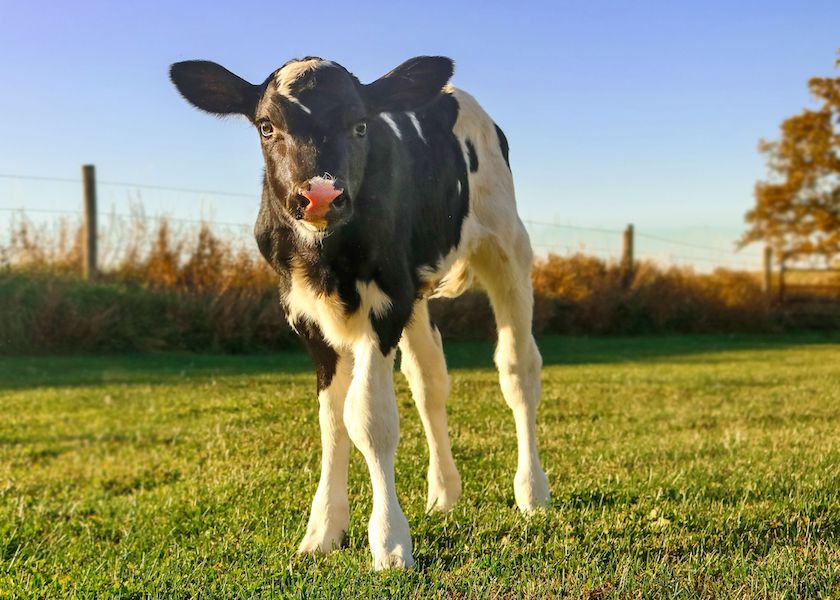 Helping Calves Eat Naturally Dairy Herd