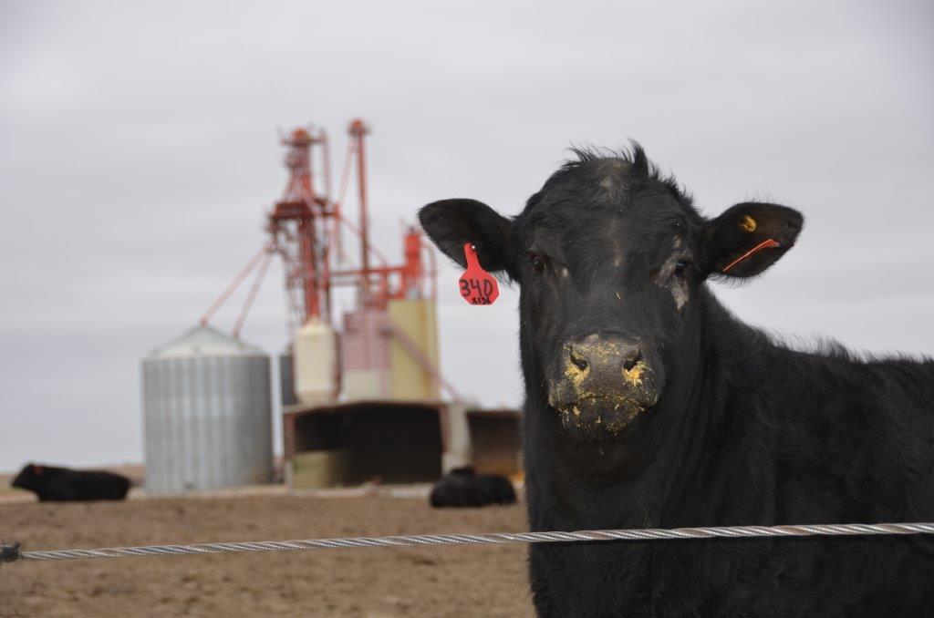 Cattle Continue Historic Price Rally As Cattle Feeders Gain Leverage - Vimarsana News