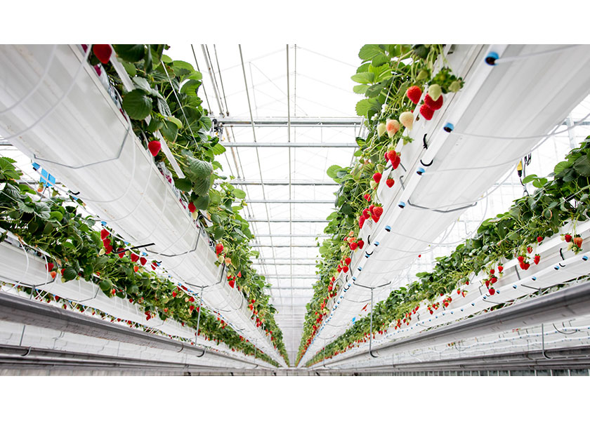The Cream of the Crop: Greenhouse Competition Winners Crowned - Produce Market Guide