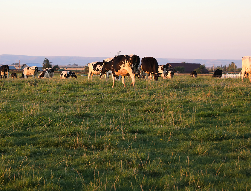 Oregon Farmers Applaud the Denied Vote to Regulate Dairy Air Pollution