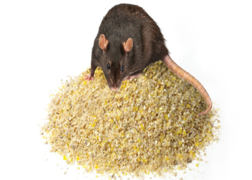 How much does it cost to feed a rat? Pork Business
