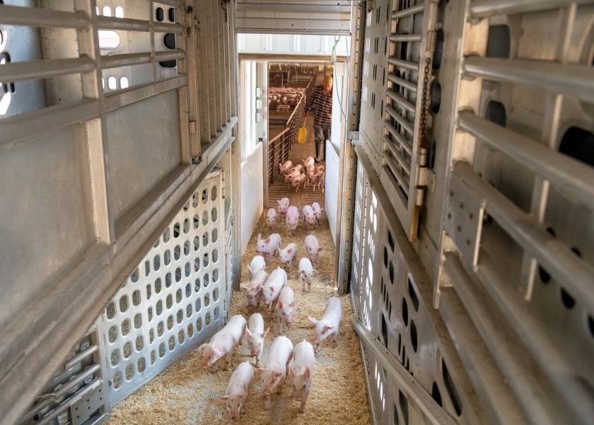 Save the Date for Iowa Swine Day - Vimarsana News