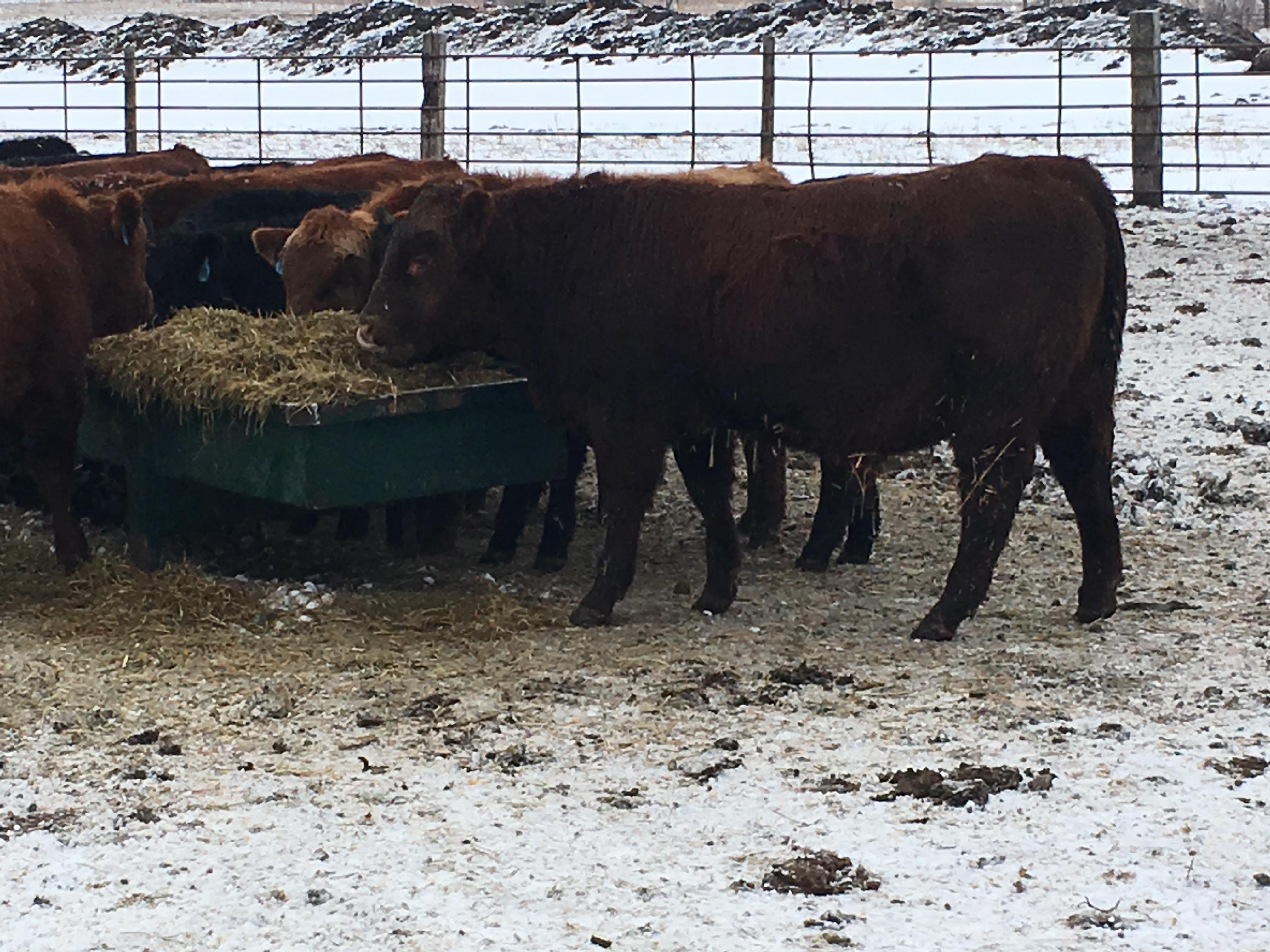 Coccidiosis Affecting Calves in North Dakota Drovers