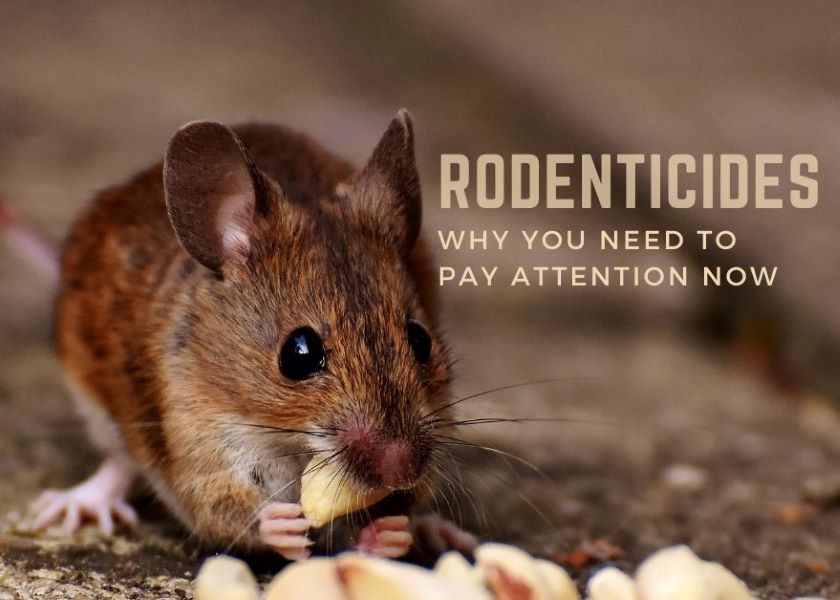 Why You Need to Pay Attention Now to EPA’s Proposed Rodenticide