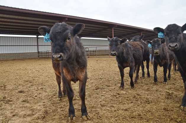 How Can I Make Money with Beef-on-Dairy? - Vimarsana News