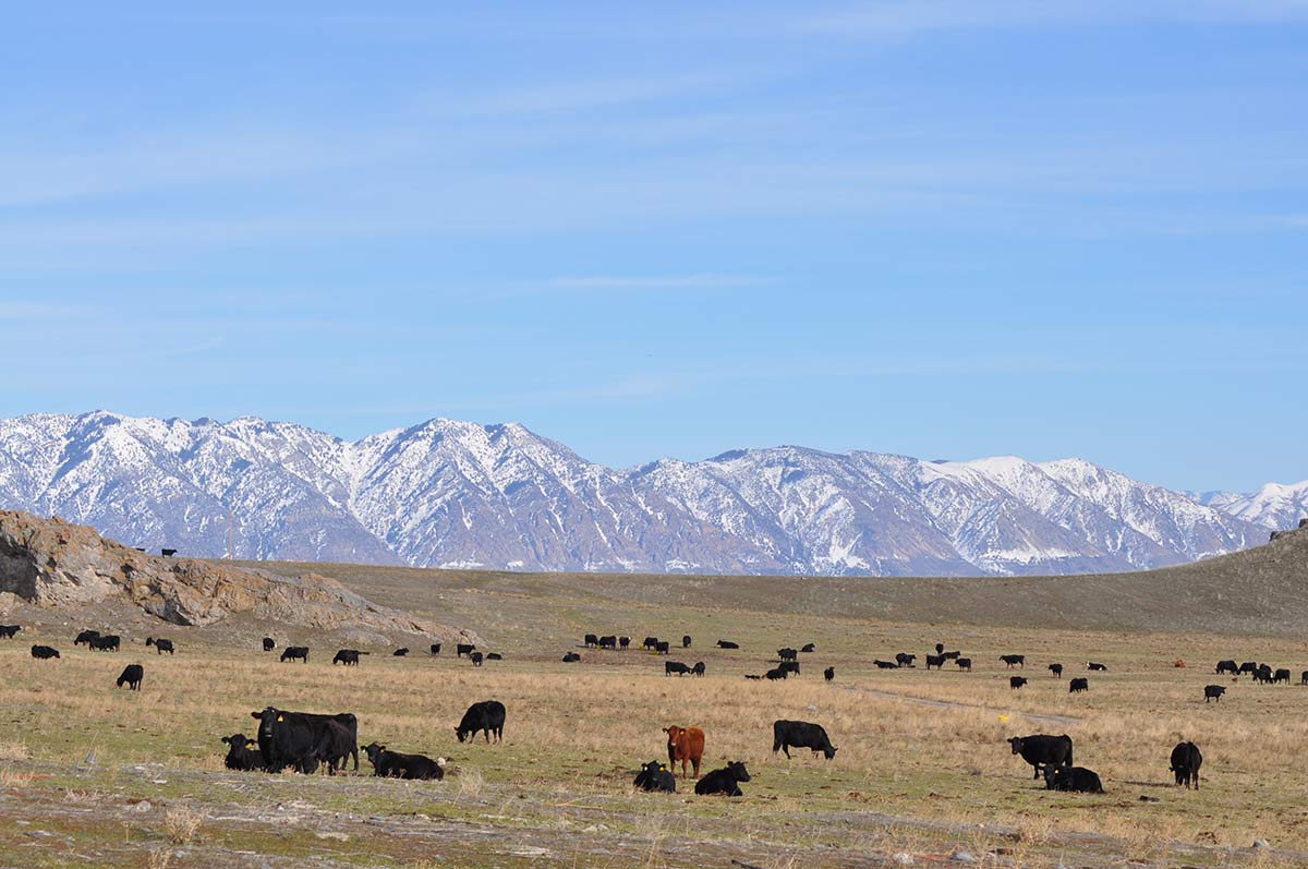 Ferry: Beef Producers Must Share Their Environmental Stories - Vimarsana News