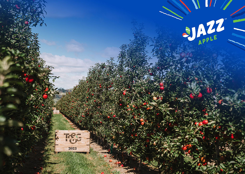 The first New Zealand apples head for international markets - Vimarsana News