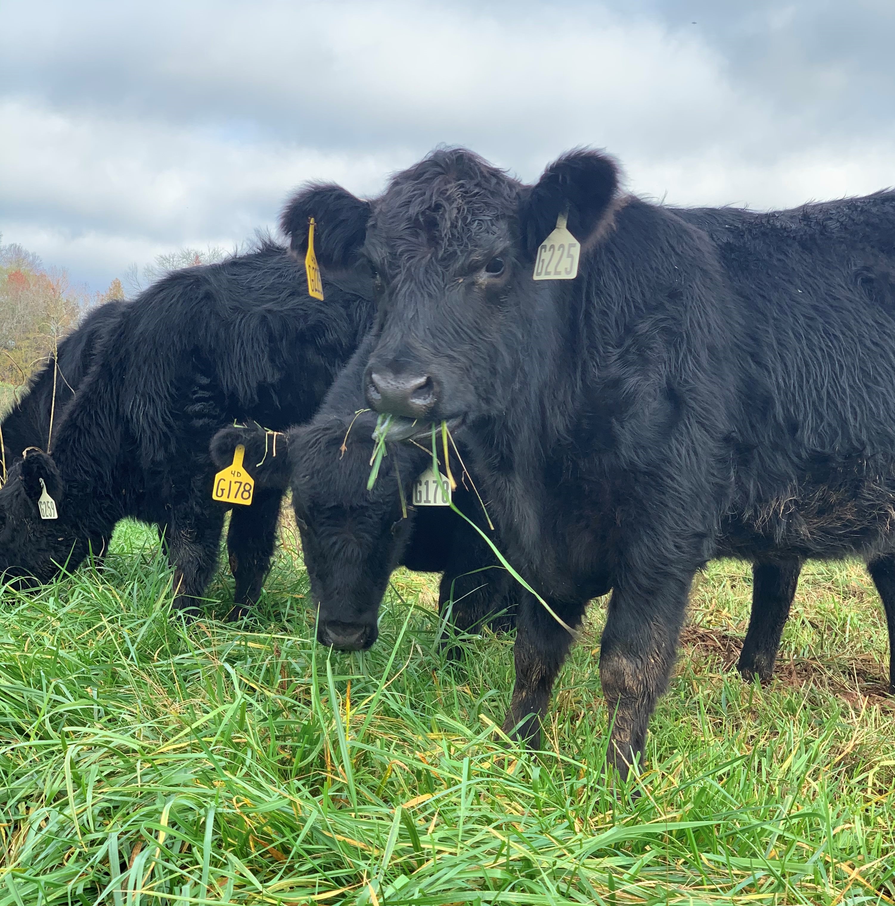 'Sacrifice Pastures' Spare Best Cattle Grazing Pastures - Vimarsana News