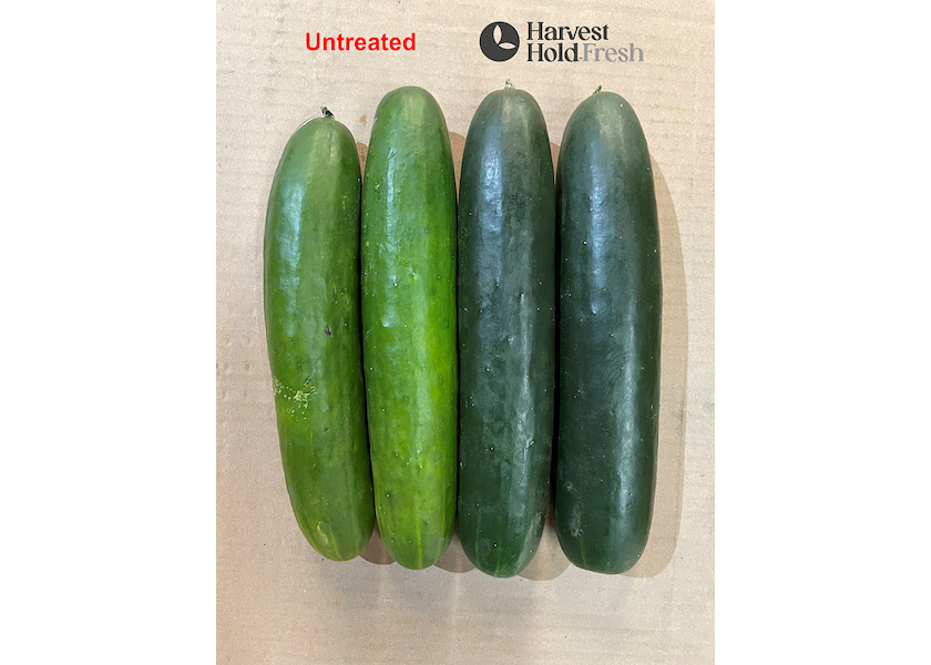 SunFed and Verdant Technologies partner to deliver fresher cucumbers - Vimarsana News