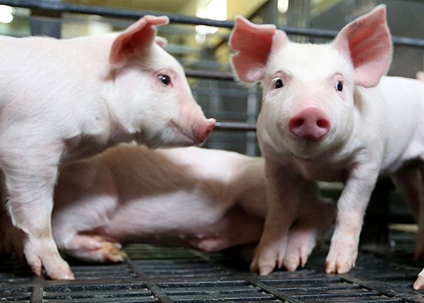 $500,000 Grant Seeks to Improve Air Quality on Pig Farms - Vimarsana News