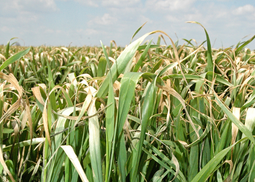 Brutal Blast of Cold Set to Bring Widespread Freeze to the Western Corn