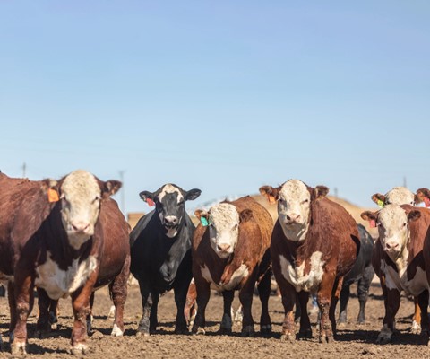 Hereford Expands Feedout Program - Vimarsana News