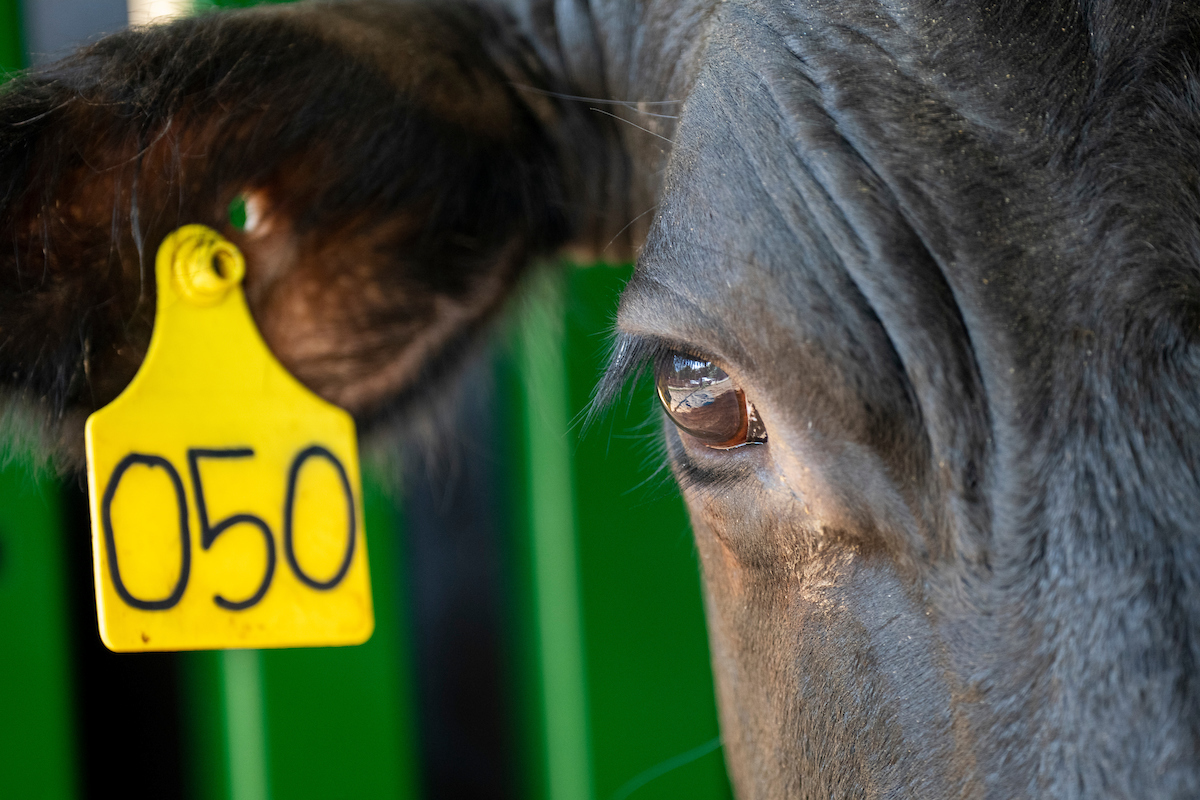 Central Texas Stocker Cattle and BQA Program June 21 - Vimarsana News