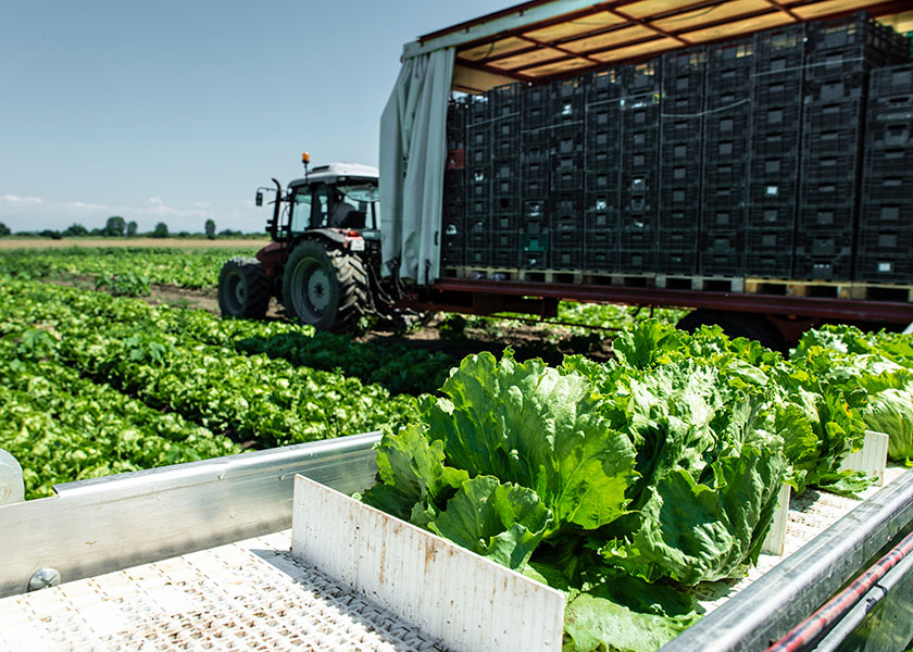 Leafy Greens Demand Volatility Soars Amid Cyclospora Fallout - Produce Market Guide