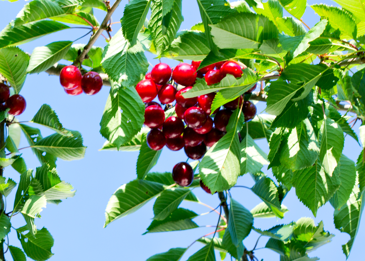 California’s Cherry Season Shifts into High Gear Weeks Ahead of Schedule - Produce Market Guide
