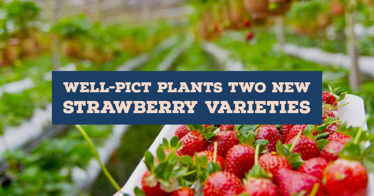 WellPict plants two new strawberry varieties The Packer