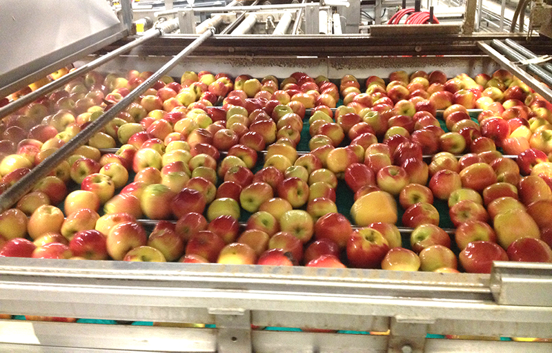 Wind, fires affect Washington apple harvest, production estimate The