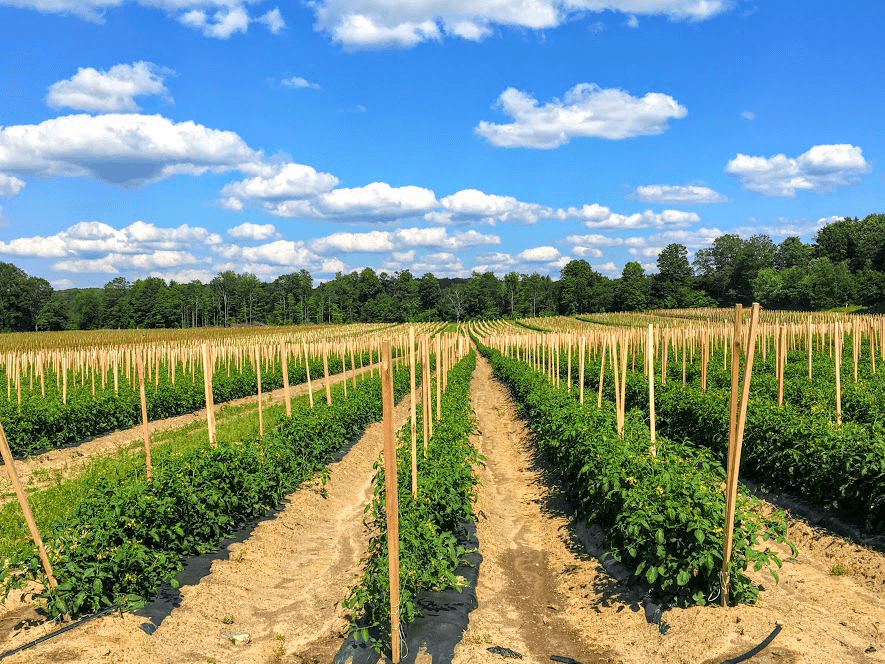 New York produce growers anticipate good 2018 season The Packer