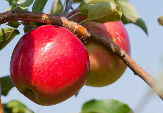 University of Minnesota's Licensing Model Brings High-Flavor Apple Varieties to Direct Marketers - Produce Market Guide