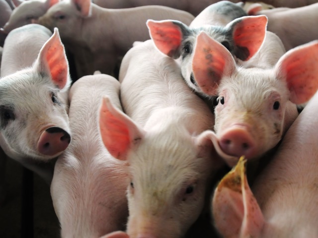 USDA's Hogs and Pigs Report is 'Sharply Neutral,' Flory Says - Vimarsana News