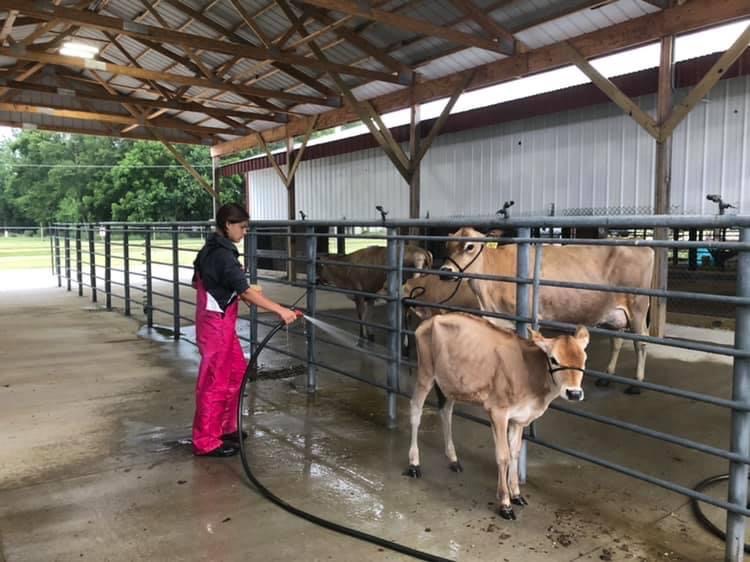 The Real County Fair Kodak Memories Dairy Herd
