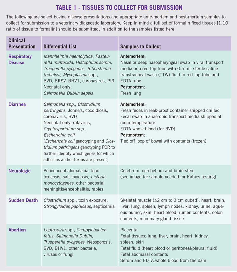 How To Work With A Veterinary Diagnostic Laboratory Bovine Veterinarian