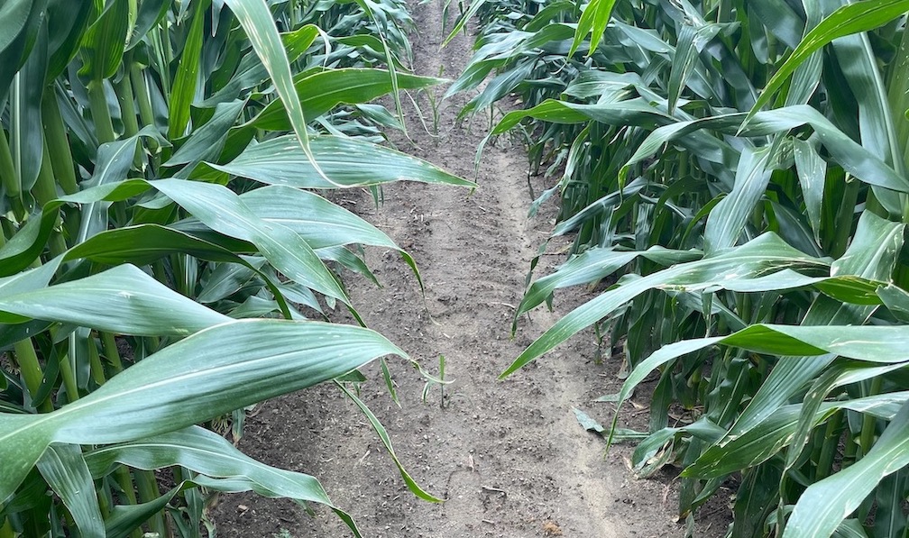 Got Skip Row Corn? Farmer Goes 60" Wide Ag