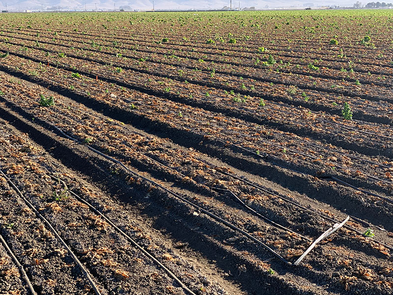 Lettuce markets soar to records, but prices should cool in December