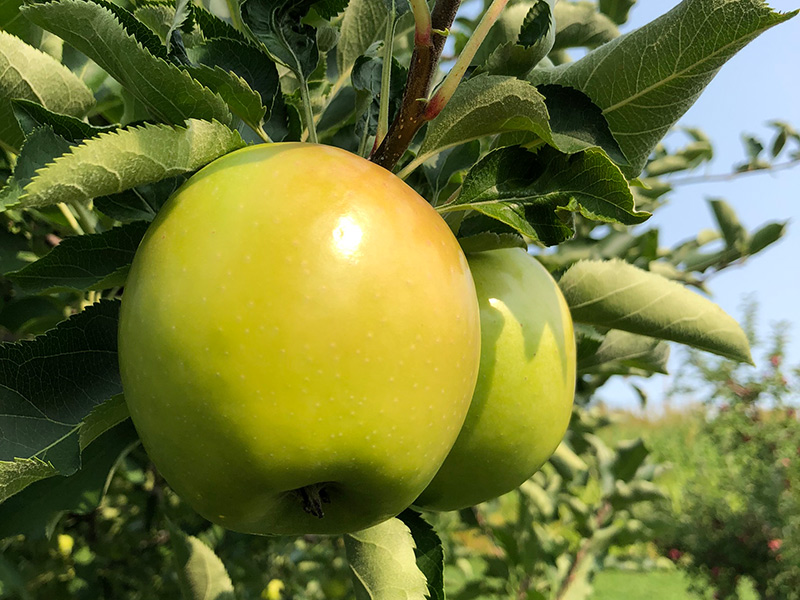 New York state's crops share strong outlook for summer season The Packer