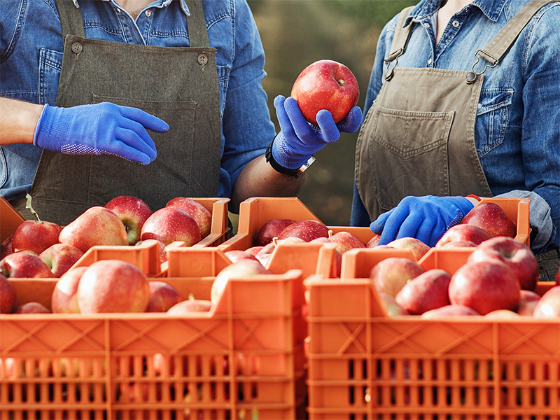 Shorter Washington apple crop brings challenges to marketers The Packer
