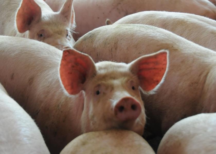 USDA Just Announced Relief for Hog Producers Impacted by Pandemic; Here's Who Qualifies