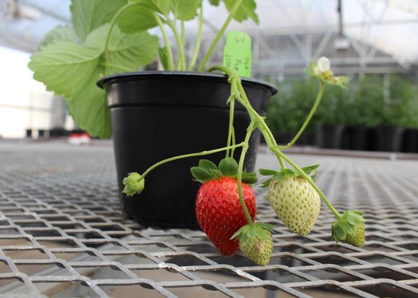 J.R. Simplot Company and Plant Sciences Inc. create a strategic alliance on  gene editing of strawberries | The Packer