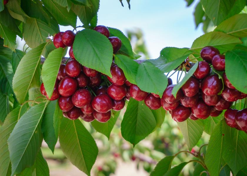 Stemilt starts long season in California The Packer