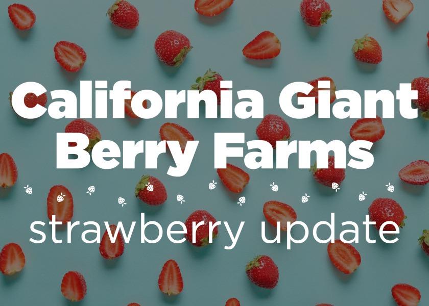 good volume for May strawberry demand 