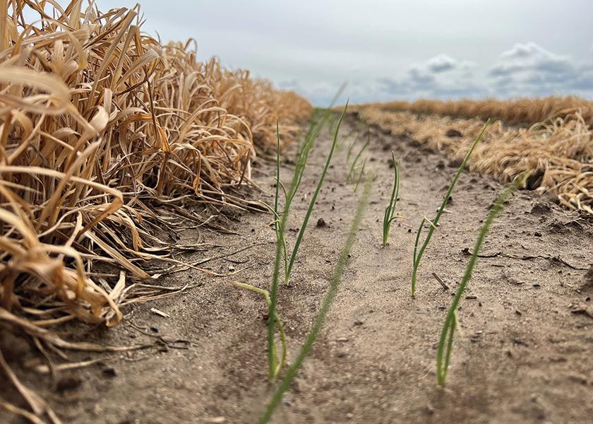 Strong Northwest onion crop expected The Packer