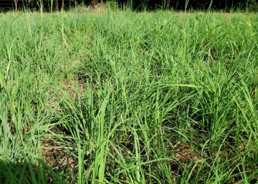 Native Grasses, Biochar, Silvopasture Part of Arkansas Carbon
