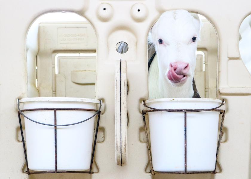 Calf Nutrition Supplement Strategies that Work Bovine Veterinarian