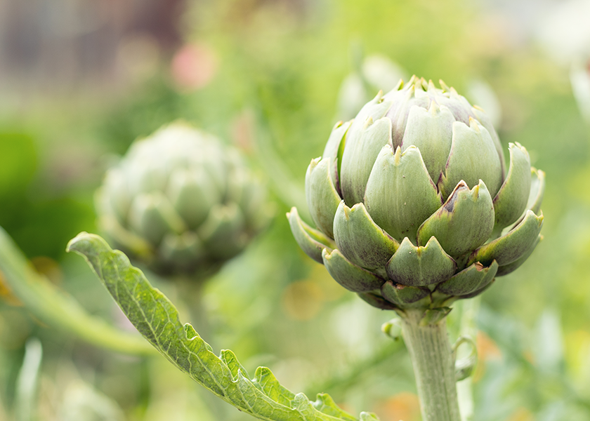 Ocean Mist Farms expects abundant winter artichoke volume The Packer