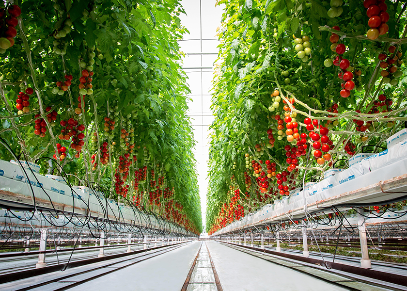 Ontario greenhousegrown produce poised for growth The Packer