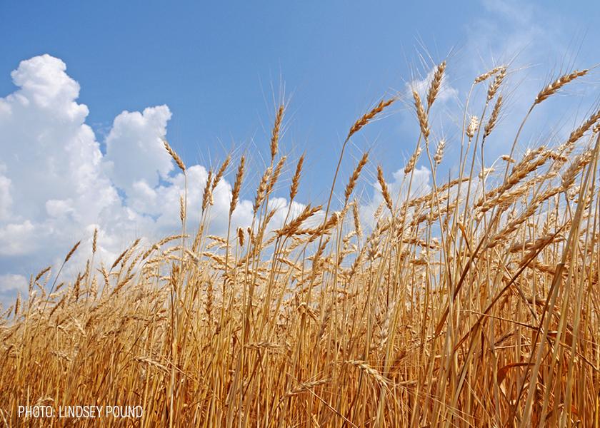 Winter Wheat Drought Footprint Modestly Increases But Will Shrink AgWeb Winter Wheat Drought Footprint Modestly Increases But Will Shrink AgWeb