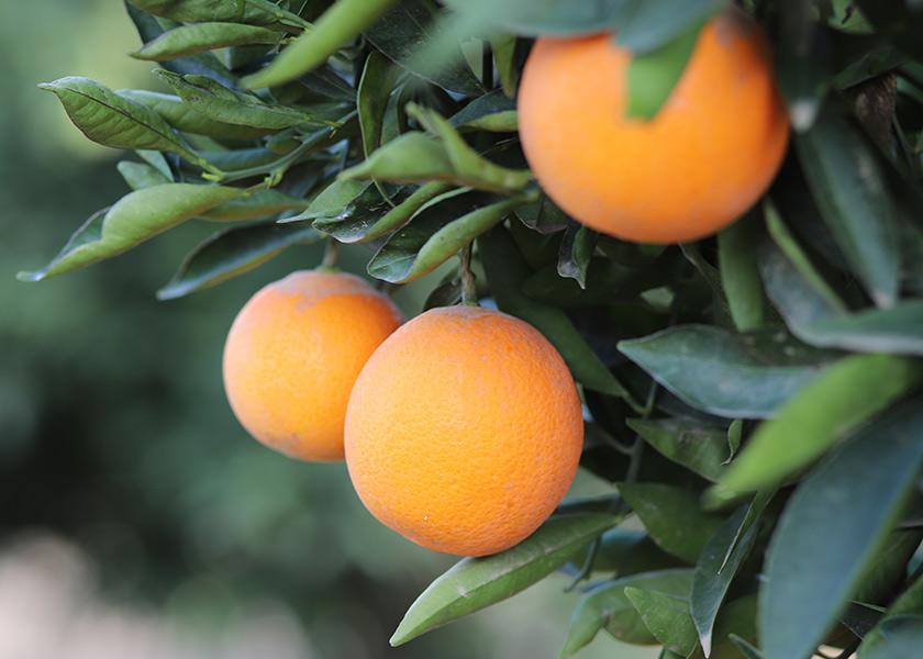 Growers give outlook on summer citrus deal The Packer
