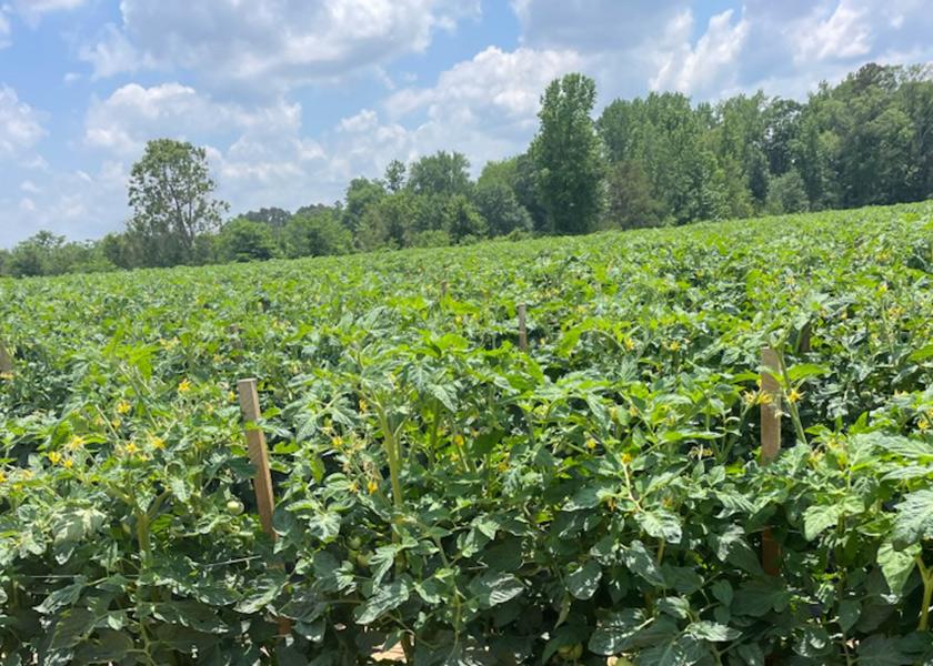 'Exceptional’ Arkansas tomato crop expected The Packer