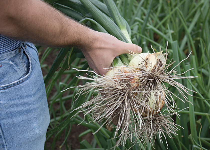 South Texas onion crop looking good, growers say The Packer