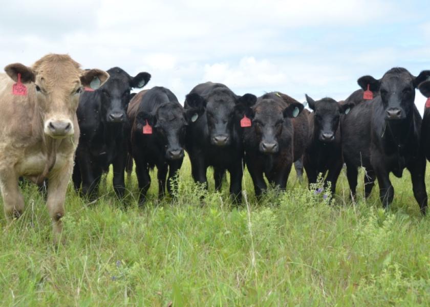 The Value of Selling Steer Calves vs Bull Calves Drovers